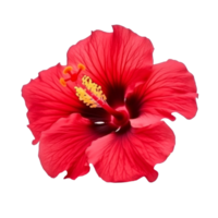 Hibiscus flower isolated. png