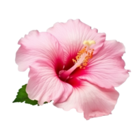 hibiscus bloem geïsoleerd. png