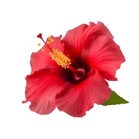 Hibiscus flower isolated. png