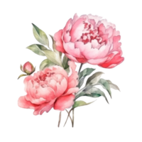 Peony watercolor flower. png