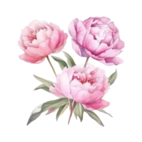 Peony watercolor flower. png