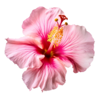hibiskus blomma isolerat. png