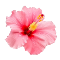 Hibiscus flower isolated. png