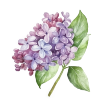 Watercolor drawing with Lilac flower png