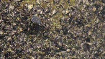 Crab on the rock at the beach, rolling waves, close up video