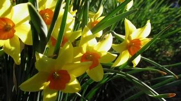 amarelo laranja narciso flores florescendo dentro Primavera jardim video