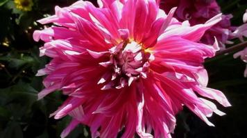 pink dahlia flower blooming in summer garden video