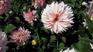 dahlia flowers blooming in summer garden video