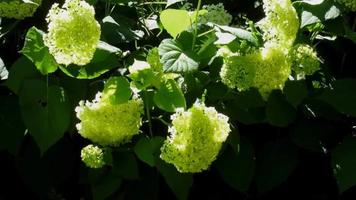 verde ortensia fiori fioritura nel luce del sole video