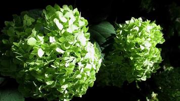 vert hortensia fleurs épanouissement dans lumière du soleil video