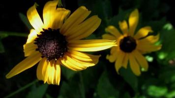 yellow coneflowers blooming in the fall video