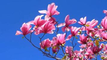pink magnolia flower blooming in sunny blue sky video