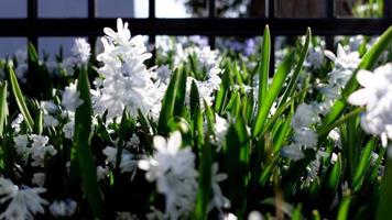 wenig Weiß Blume mit Blau Streifen Blühen im früh Frühling Garten video