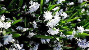 pequeno branco flor com azul listras florescendo dentro cedo Primavera video