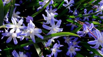 pequeno azul branco em forma de estrela flores florescendo dentro cedo Primavera jardim video