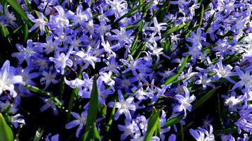 wenig Blau Weiß sternförmig Blumen Blühen im früh Frühling Garten video