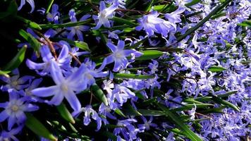 peu bleu blanc en forme d'étoile fleurs épanouissement dans de bonne heure printemps jardin video