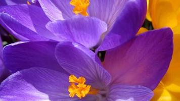 Purper bloemen met oranje hart, krokus bloeiend in vroeg voorjaar video