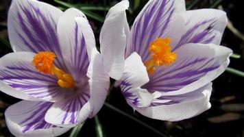 blanco púrpura flor con naranja corazón, azafrán flores floreciente en temprano primavera video