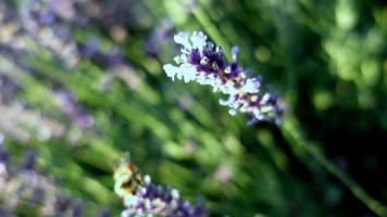 Biene fliegend und Landung auf lila Lavendel Blumen video