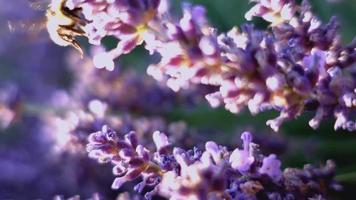 abeja en púrpura lavanda flores video