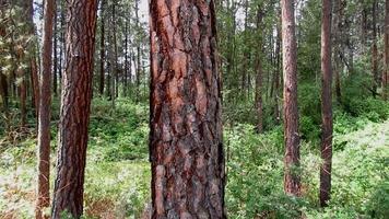 forest trees, brown bark texture video