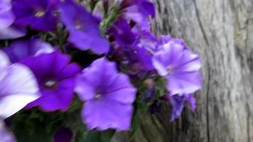 purple flowers hanging on dried barkless tree, million bells video