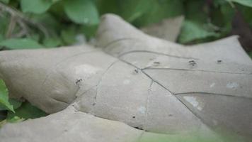 zwart mier kolonie over- de droog blad Aan groen tuin stad. de beeldmateriaal is geschikt naar gebruik voor dier dieren in het wild achtergrond en milieu inhoud media. video