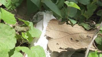 zwart mier kolonie over- de droog blad Aan groen tuin stad. de beeldmateriaal is geschikt naar gebruik voor dier dieren in het wild achtergrond en milieu inhoud media. video