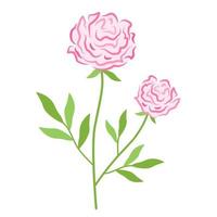 Pink blooming peony. Floral vector illustration of rose on branch with green leaves and inflorescence. Botanical drawing of lush flower bud.
