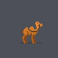 a camel in pixel art style vector