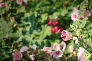 Hollyhock in nature photo