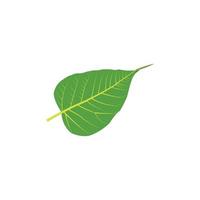 A beautiful green leaf vector art work.