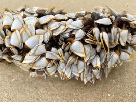 Small shells on the timber photo