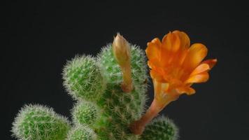 mooi cactus bloem bloeiend tijd vervallen geïsoleerd Aan zwart achtergrond. video