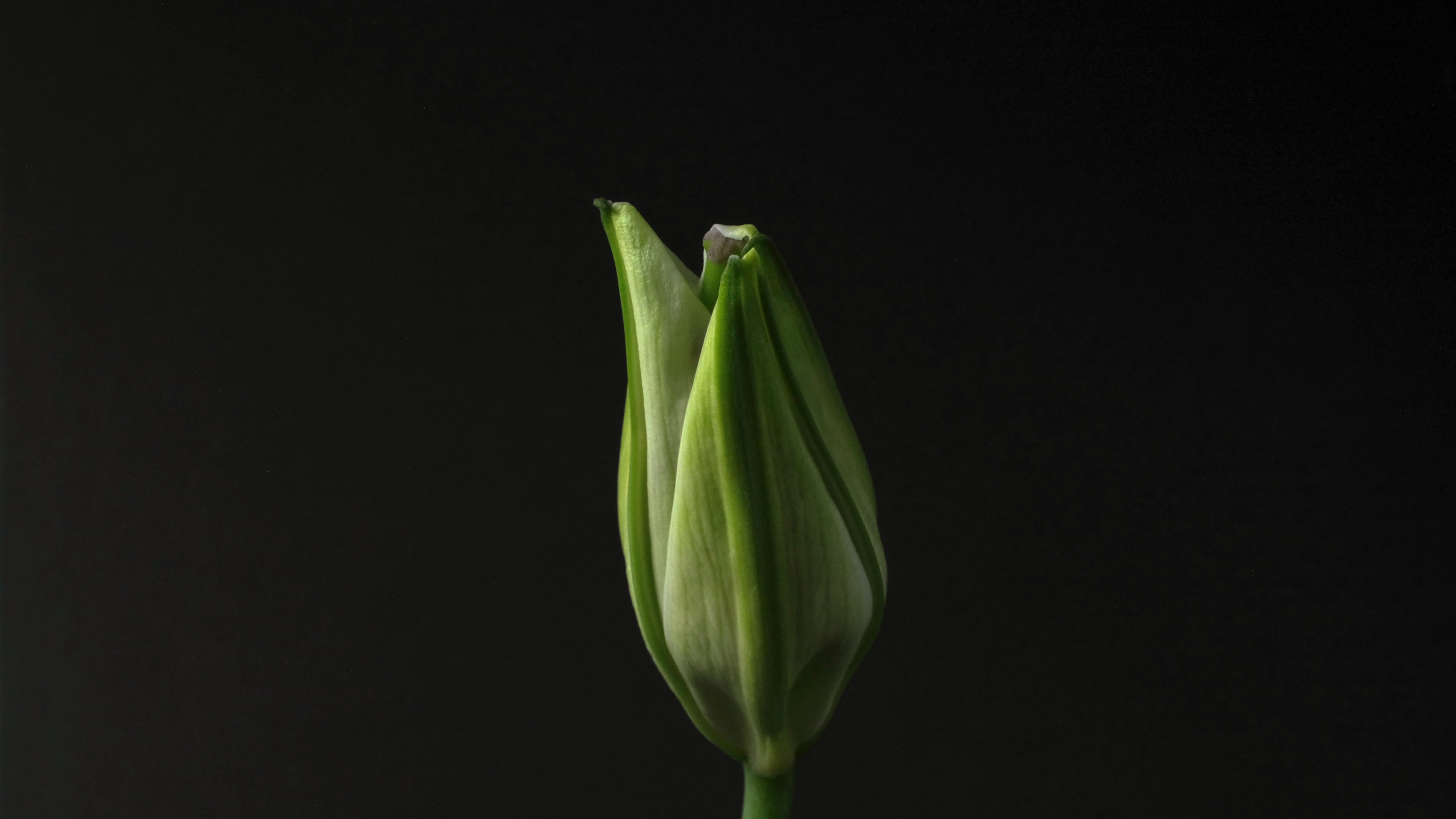 Astonishing Daisy Bloom Time Lapse: Full Video Inside - 6fi5kop