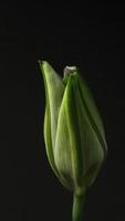 Lilly flower blooming time lapse on black background. video