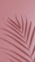 Vertical video abstract silhouette shadow on pink background. Blurry shadow of tropical leaves morning sun light.