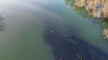 Aerial view monitor lizard swim at the dark water pond video