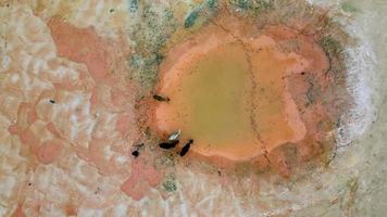 Aerial descending look down cows drink water at a pond near red clay soil video