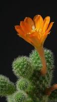 Cactus flower blooming vertical time lapse video. video