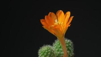 lindo cacto flor florescendo Tempo lapso isolado em Preto fundo. video