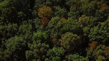 veloce volo al di sopra di il autunno foresta. nel il distanza voi può vedere un industriale pianta video