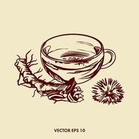 Vector illustration of dandelion tea. Dandelion tea. Dandelion slice, root and flower. Pharmacy drink. Graphic illustration for packaging design. pharmaceutical products. medical factories.