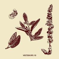 Botanical illustration of sage. Leaves, branch and flowers of sage. Graphic image of a plant. Food packaging design. Medical packaging and labels for spices. vector