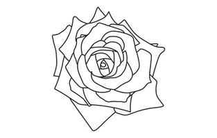 Rose vector graphic design, for prints, vector illustration