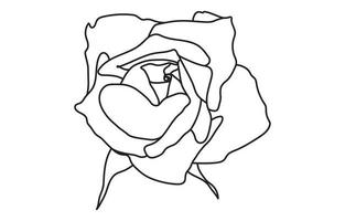 Rose vector graphic design, for prints, vector illustration