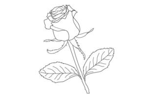 Rose vector graphic design, for prints, vector illustration