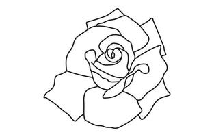 Rose vector graphic design, for prints, vector illustration