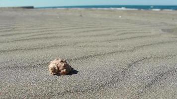 areia e Concha do mar com ondas fundo, uma Concha do mar em de praia bater de rude mar, seletivo foco video